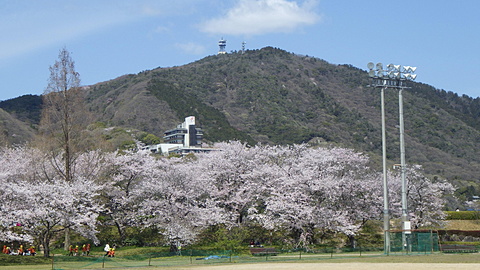 中川原公園の桜